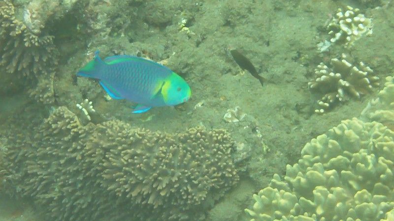 Le snorkeling à Amed